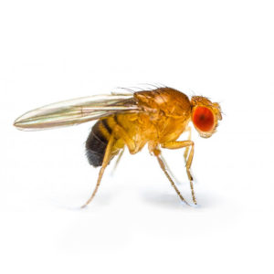 Drosophila melanogaster
